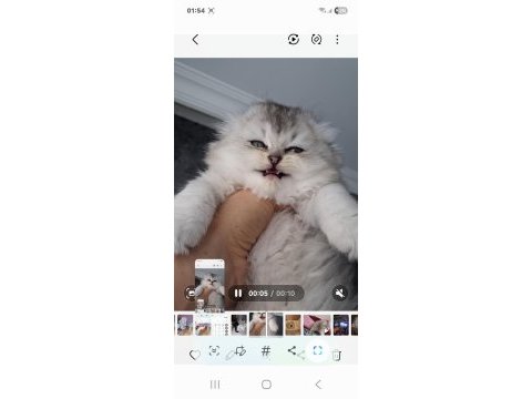 Çok sağlıklı british longhair