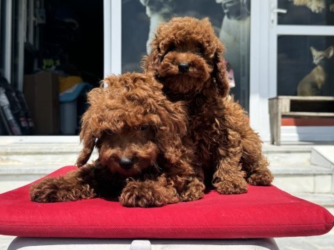 Çok özel redbrown kore toy poodle yavrularımız