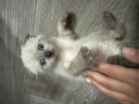 British shorthair yavrularımız yeni yuvalarını bekliyor