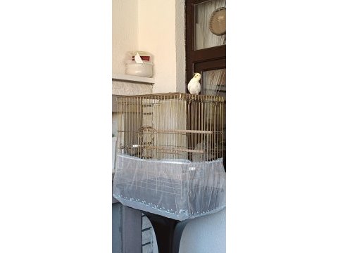 Sultan papağanoımıza erkek eş aranıyor