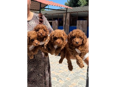 Toypoodle sevimli yavrular ruhsatlı pasaportlu 
