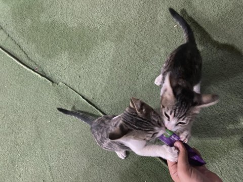 Sütten kesildiler acil yuva bebiş kedilere