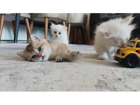 Tatlı british shorthair maviş kediler