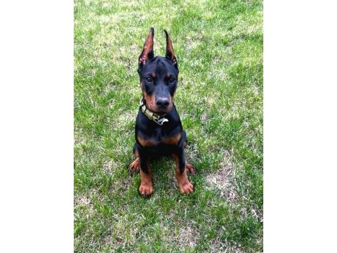 Yakın koruma sağlık ve ırk garantili doberman
