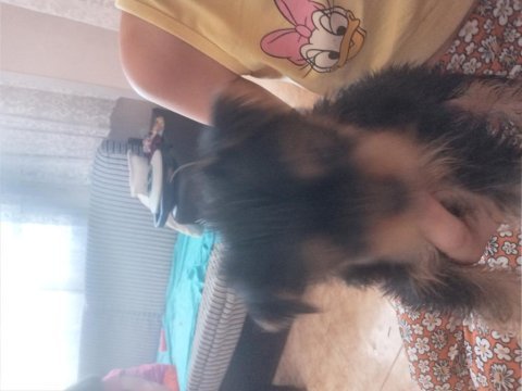 Kendi yorkshire terrier yavrularımız