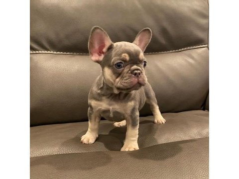 French bulldog yavruları