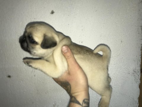 Yeni ailesini arayan kaliteli pug yavrular