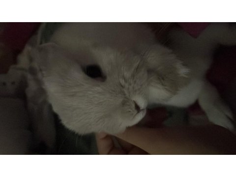 Cüce tavşanımı sahiplendiriyorum