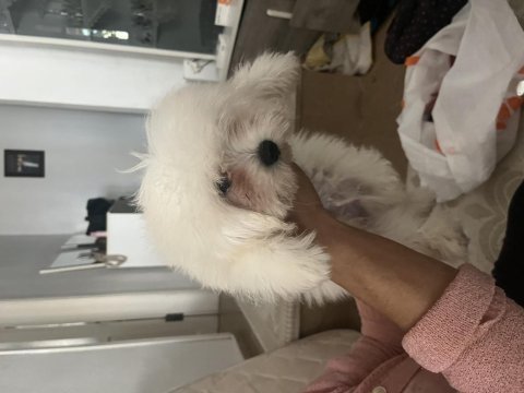 Korekan maltese terrier