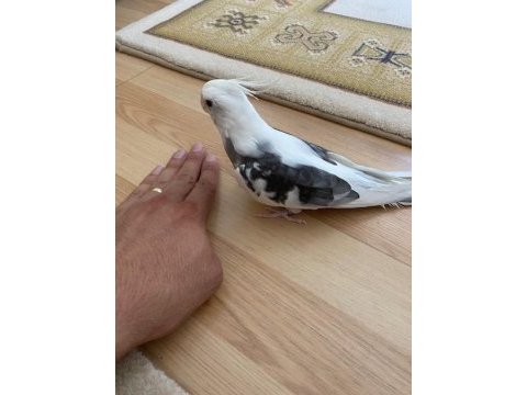 Damızlık wf erkek sultan papağanı