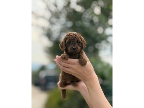 A kalite sağlık garantili poodle yavrularımız