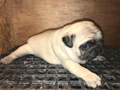 Üst segment pug mops yavrular