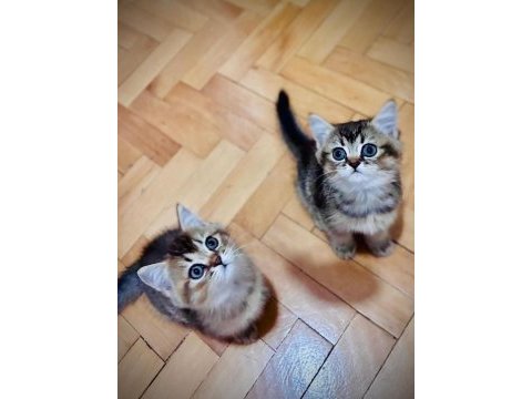 Güzeller güzeli british shorthair bebekler