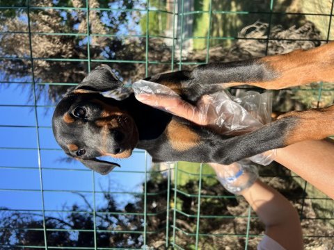 A kalite doberman yavrular