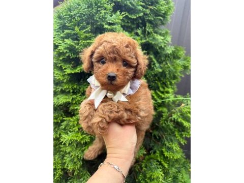 Toy poodle yavrularımız