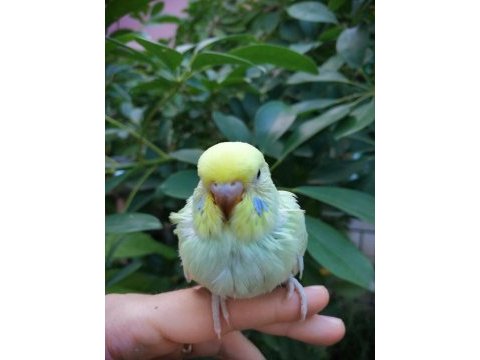Antalya ev üretimi yavru ve yetişkin muhabbet kuşları