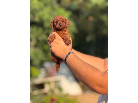 Toy poodle yavrular