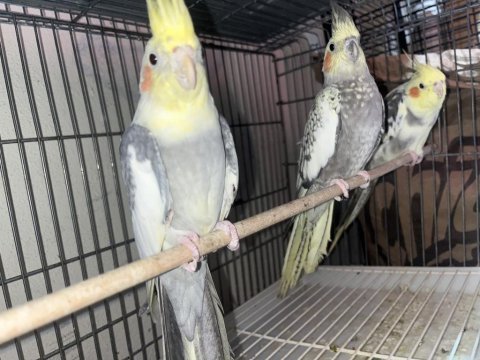 Yetişkin dişi ve erkek sultan papağanı mevcuttur
