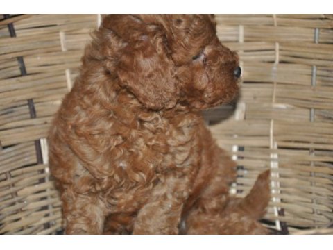 Toy poodle bebekler