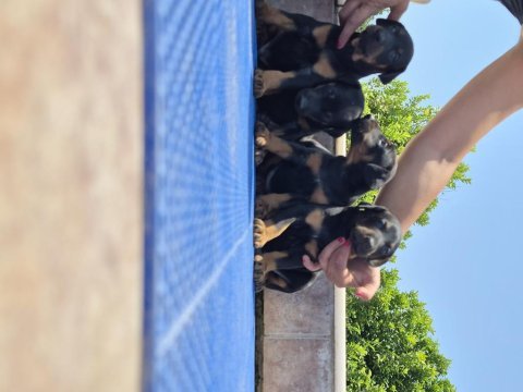 Doberman yavrularımız