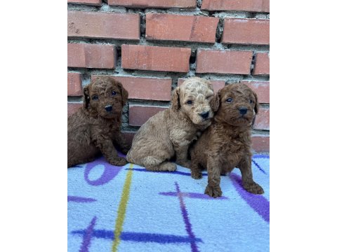 Show güzellikte safkan toy poodle yavrular