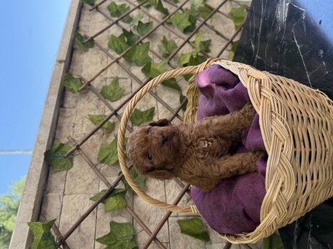 Show kalite poodle yavrularımız sizleri bekliyor