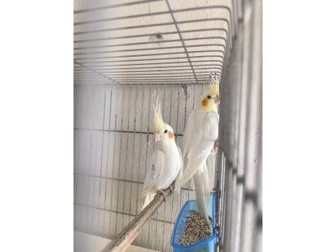 İri boy lutino kırmızı göz alıştırmalık sultan papağanı