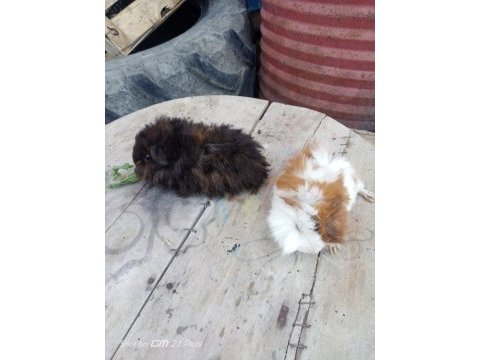 Sütten kesilen guinea pig bebekler