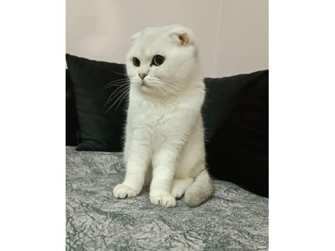 Scottish fold dişi