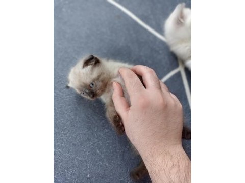 Harika kirli beyaz scottish fold