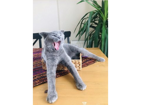 Safkan ırk uyumlu scottish fold dişi 2 yaşında