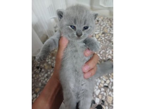 25 günlük british shorthair