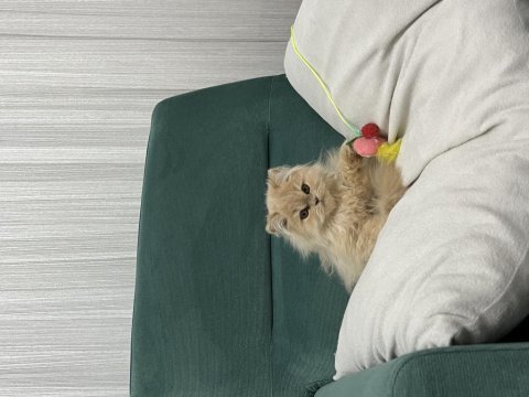 8 aylık düzenli aşıları yapılmış dişi iran kedisi