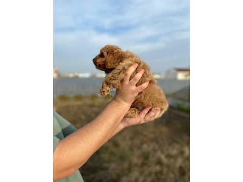 2 aylık erkek cockapoo