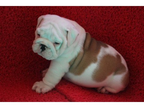 Sevimli tombiş köpekler
