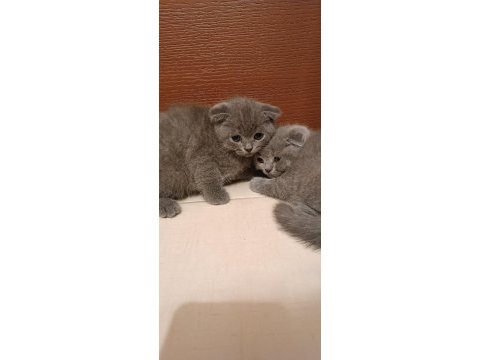 Sevimli kedimiz yeni yuvasına gitmeye hazır