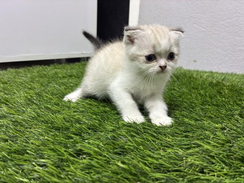 Scottish fold shaded