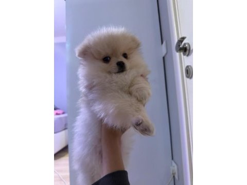 Sevimli ayı surat pomeranian boo