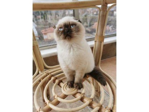 Tertemiz uysal safkan scottish fold blue point shorthair