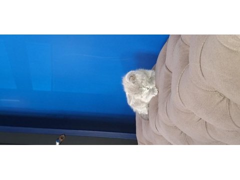 2 aylık british shorthair dişi