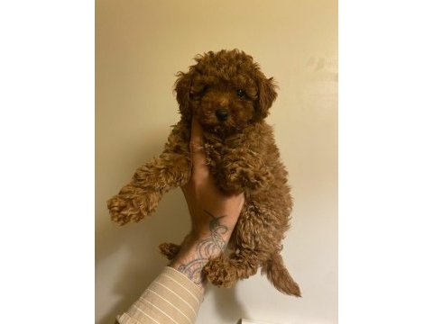 Son 5 dişi poodle