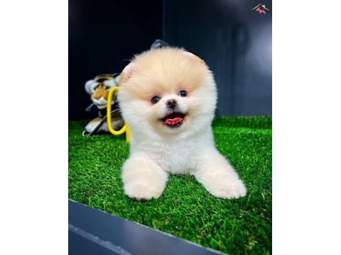 Teddy face pomeranian bebeklerimiz