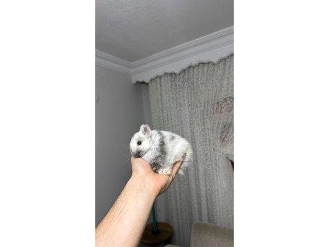 Veterinerden hollanda cüce ve mini lop tavşan