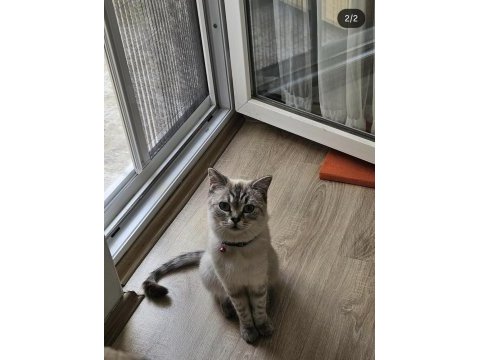 1.5 yaşında dişi kedimiz kısır değil