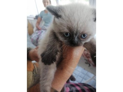 Tek kardeş olan british shorthair kızımız cocoy