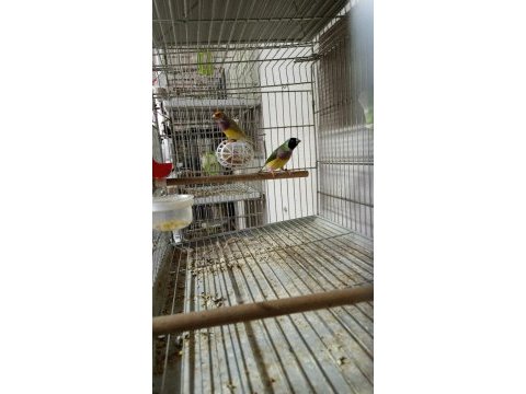Sahibinden farklı renklerden ve cinslerden finch kuşlar