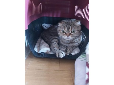 Tatlı scottish fold yavrularımız