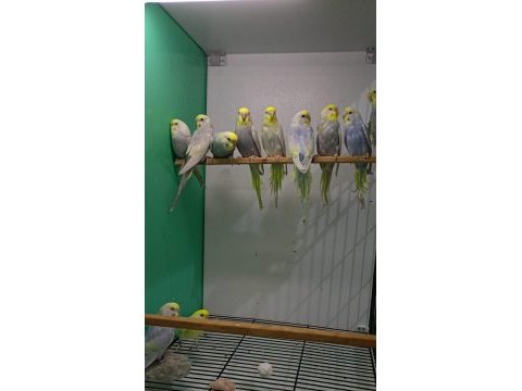 Rainbow muhabbet kuşu yavruları