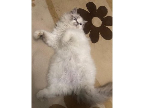 British longhair erkek kedime eş ilanı