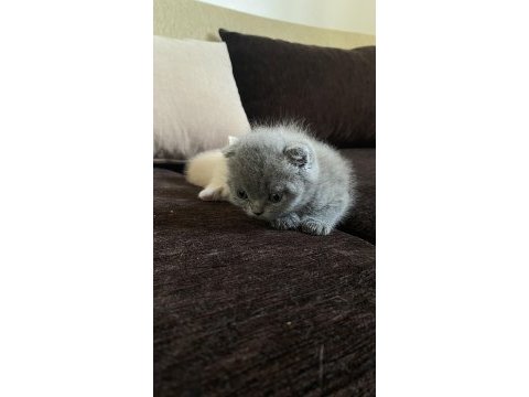 Son yavru scottish fold
